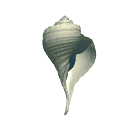 Channel Whelk