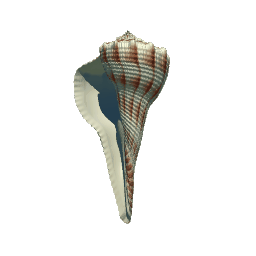 Lightning Whelk